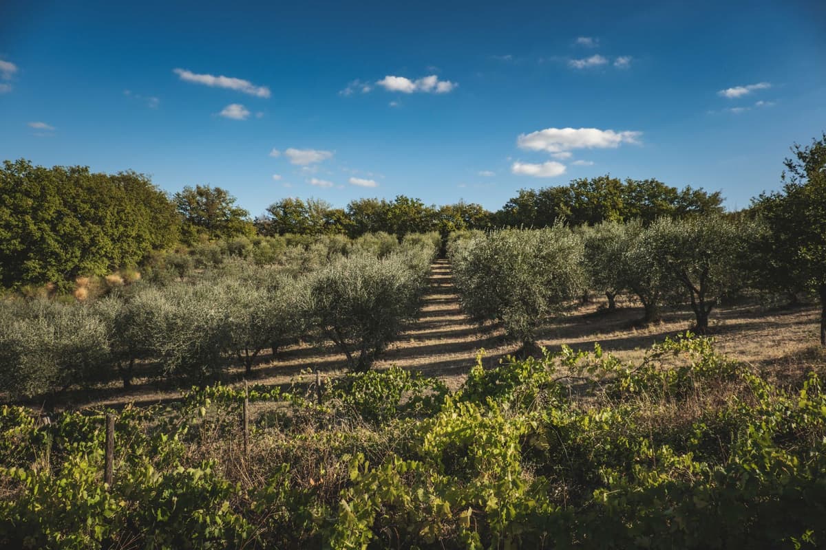 Oliviers centenaires dans la campagne des Pouilles
